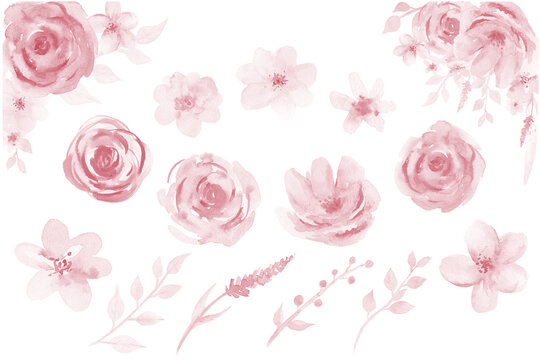 Pink Flowers Watercolor Roses. Watercolour Pink Floral leaves isolated illustration on white background.