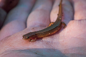 Salamander on hand