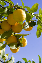 Fresh Mediterranean oranges.  Close up view with blurred background.  Colorful scenic view. Vertical shot with focus on foreground.  Copy space.