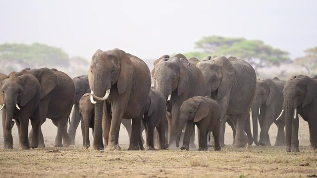 African Bush Elephant - Loxodonta africana big herd of elephants with cubs walking in dusty dry savannah, contrast picture, Kenya Africa. Unstoppable group of giant large animals with tusks and trunks