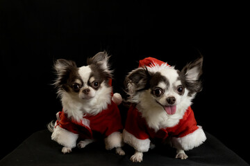 Two chihuahua dogs wearing a red Christmas Santa costume with gift box and looks at camera.