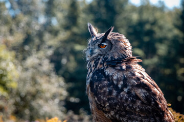 Bird of Prey - Great Horned Owl looking forward