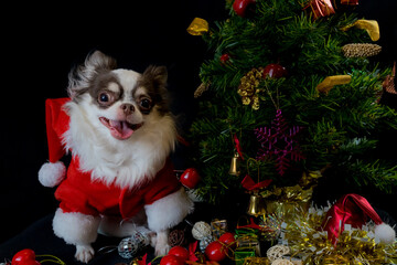 A chihuahua dog wearing a red christmas santa costume with gift box and looks at camera.