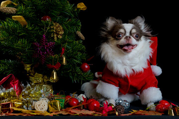 A chihuahua dog wearing a red christmas santa costume with gift box and looks at camera.