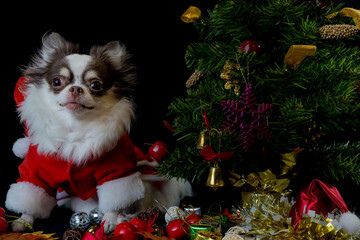 A chihuahua dog wearing a red christmas santa costume with gift box and looks at camera.