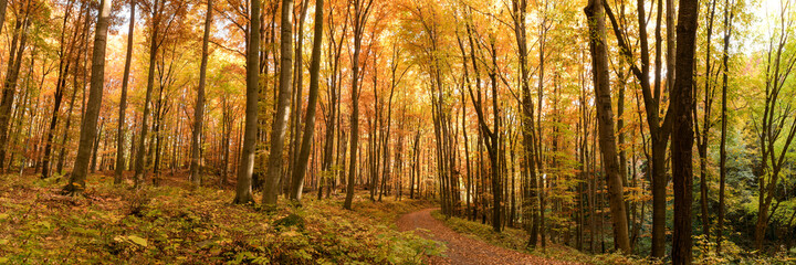 Autumn forest banner. Colorful magical woodland scenery.