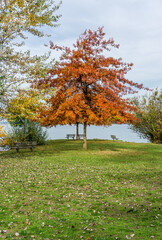 Naklejka premium Brilliant Orange Autumn Tree 3