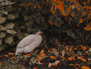 white turkey in the garden 
