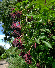  Bez czarny, dziki bez czarny (Sambucus nigra L.)  jego owoce zawierają dużo witamin i są stosowanw w wielu preparatach ziołowych
