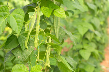 Organic, fresh, green bean field