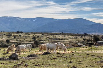 Fototapeta premium herd of sheep
