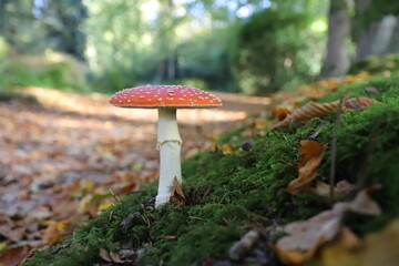 Beautiful mushroom with bright red cap with white spots growing in the autumn forest. Poisonous red and white fly agaric mushroom.