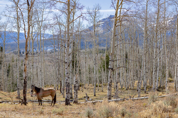 Horse tied up in woods