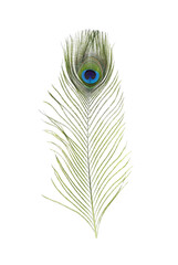Beautiful bright peacock feather on white background © New Africa