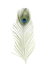 Gordijnen Beautiful bright peacock feather on white background © New Africa