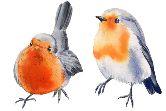 Watercolor illustration with robin bird. Christmas birds isolated on white background. 