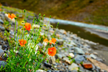 Scarlet poppies on the bank of a mountain river.