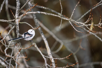 a bird on a branch