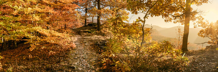 Autumn sun warmly shining through the golden foliage of a magical forest. Autumn banner.
