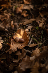Autumn in the park