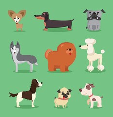 Fototapeta premium Cute dogs collection. Vector illustration of cartoon different breeds dogs, such as alaskan malamute, corgi, samoyed, border collie, doberman pinscher and pug in flat style. Isolated on white.