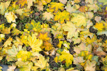 Yellow fallen leaves on the grass. Dirty street fall foliage. Pile of yellow leaves. Tree foliage stack