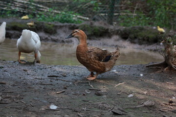Naklejka na ściany i meble brown Domesticated Ducks. goose farm. fowl-run