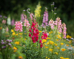 flowers in the garden