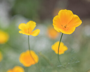 flowers in the field