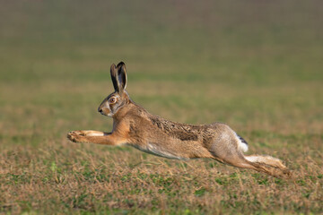 The European hare (Lepus europaeus) running on the green covered field. © Vlasto Opatovsky