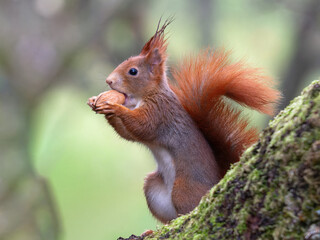 Red squirrel (Sciurus vulgaris) with long pointed ears in autumn scene.