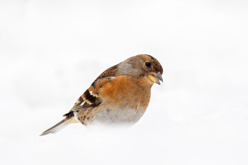 Female brambling (Fringilla montifringilla), isolated on White Background