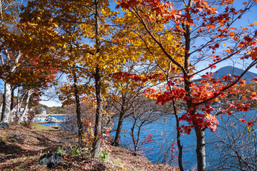 鮮やかな紅葉と白樺湖