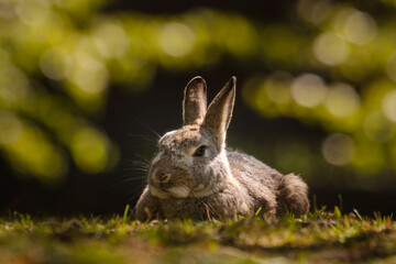 Fototapeta na wymiar Animal in nature habitat. European rabbit or common rabbit, Oryctolagus cuniculus, hidden in the gras. Sunset.