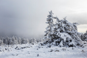 Beautiful snow covered hills with pine trees, winter landscape