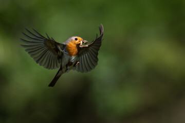 European Robin (Erithacus rubecula) hovering with his wings out.