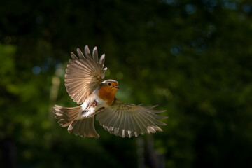 European Robin (Erithacus rubecula) hovering with his wings out.