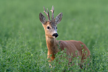 Naklejka na ściany i meble Roebuck - buck (Capreolus capreolus) Roe deer - Portrait