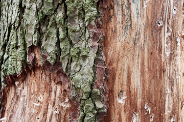 Close-up of damaged tree bark.