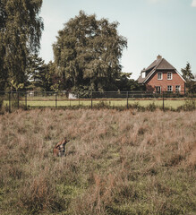 horse on a farm, kangaroo on the field 