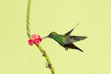 Bright glittering green Copper-rumped hummingbird, Amazilia tobaci, feeding on a single pink Vervain flower isolated on a yellow background.