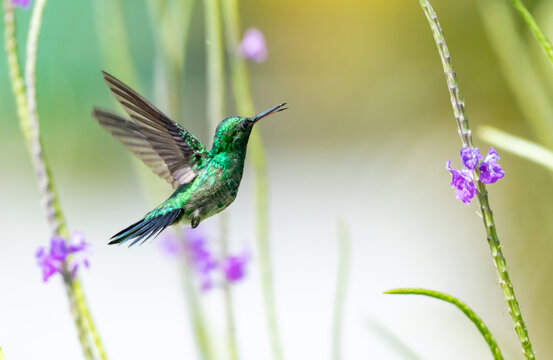 A young glittering Blue-chinned Sapphire hummingbird, Chlorestes notata, hovering in a sea of purple Vervain flowers chirping with his beak open.