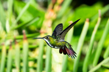 Fototapeta premium Glittering Black-throated Mango hummingbird, Anthracothorax nigricollis, hovering in a unique position with natural green plants blurred in the background