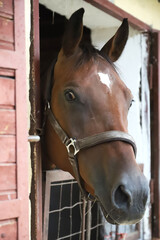 Fototapeta premium Young racehorse head looks out from the stable in summer.