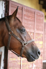 Fototapeta premium Young racehorse head looks out from the stable in summer.