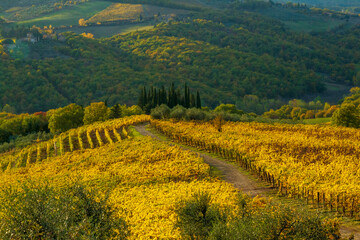 Strada di campagna tra le vigne del Chianti sulle colline della Toscana 