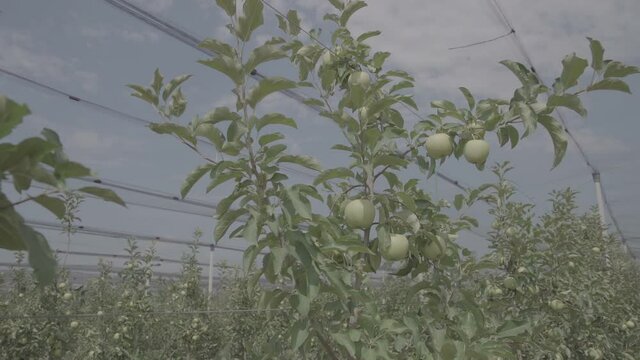 Apple tree with apples close-up in the garden or greenhouse. Apple tree with apples  in the garden or greenhouse. Apple plantation. The cultivation of apples. Panorama Apple orchard. Slow mo 100 fps