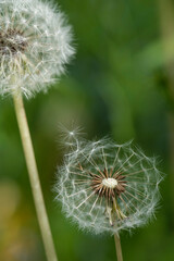 Several dandelion flowers on a summer day
