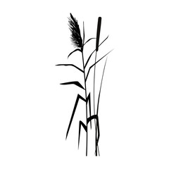 Black silhouette of reeds, sedge,  cane, bulrush, or grass on a white background.Vector illustration.