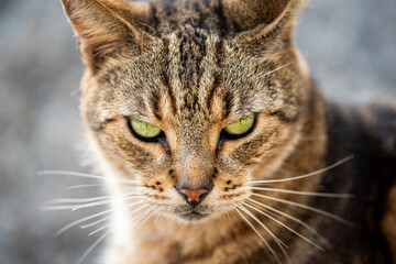 Naklejka na ściany i meble Feral wild tabby domestic cat macro closeup face portrait in South Pointe park of Miami Beach, Florida with bokeh background looking at camera green eyes